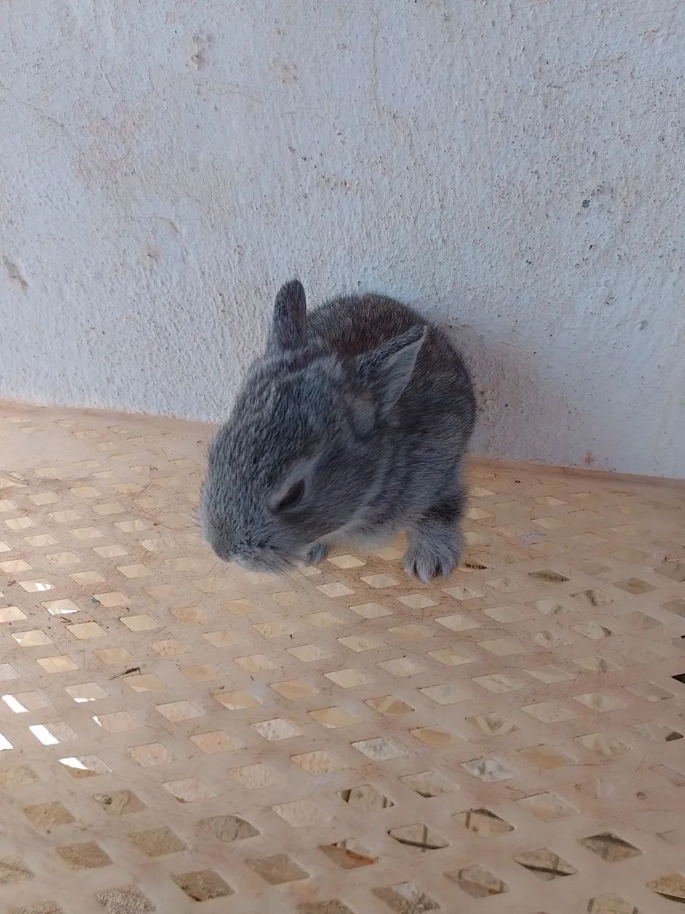 Coelhinho filhote  - Foto 6