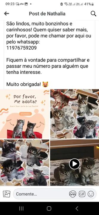 Varios gatos filhotes e adultos para adoção  - Foto 5