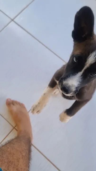 Doa-se Filhote de Husky 