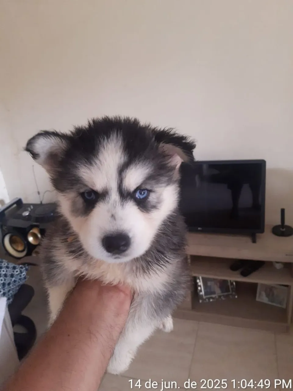Filhotes de Husky Siberiano fêmeas