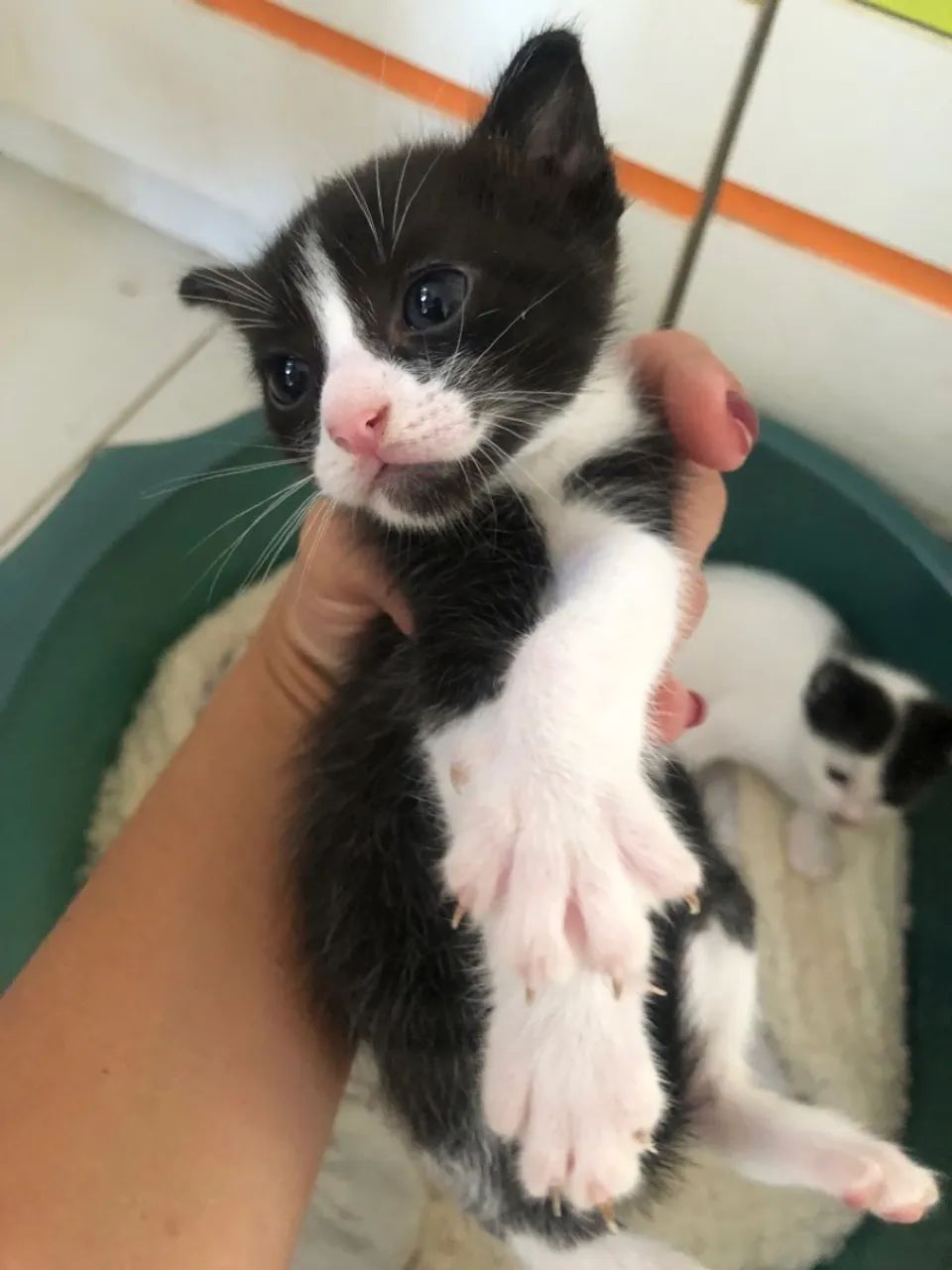 Gatinhos para adoção (1 macho e 1 fêmea) - Foto 2
