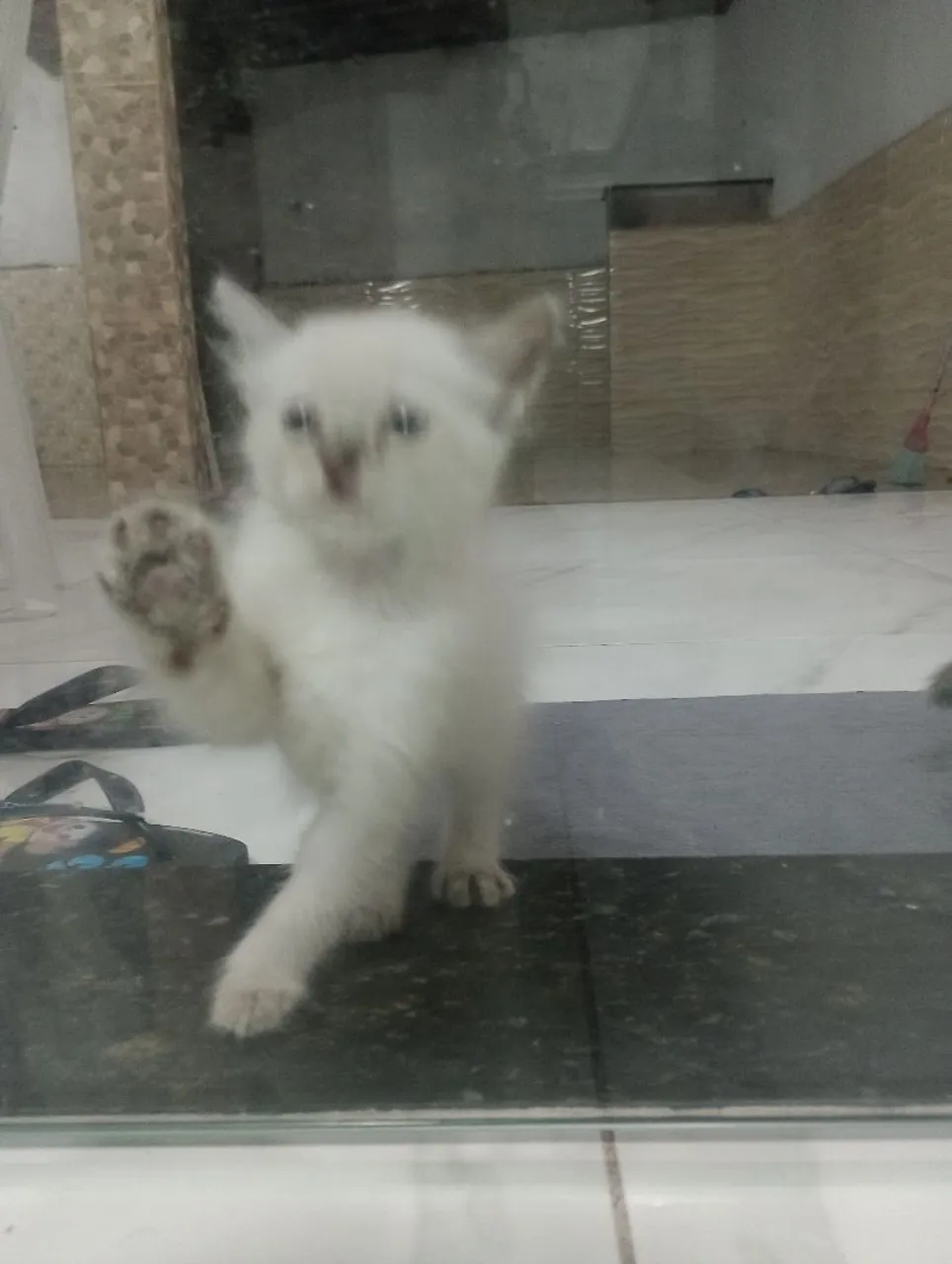 Gatinho filhote fofo