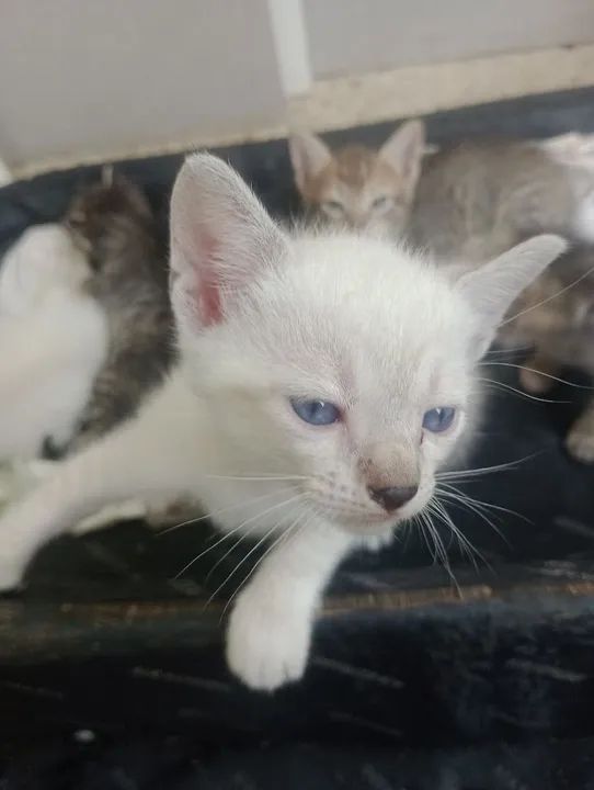 Gatinhos fofinhos para adoção - Foto 2