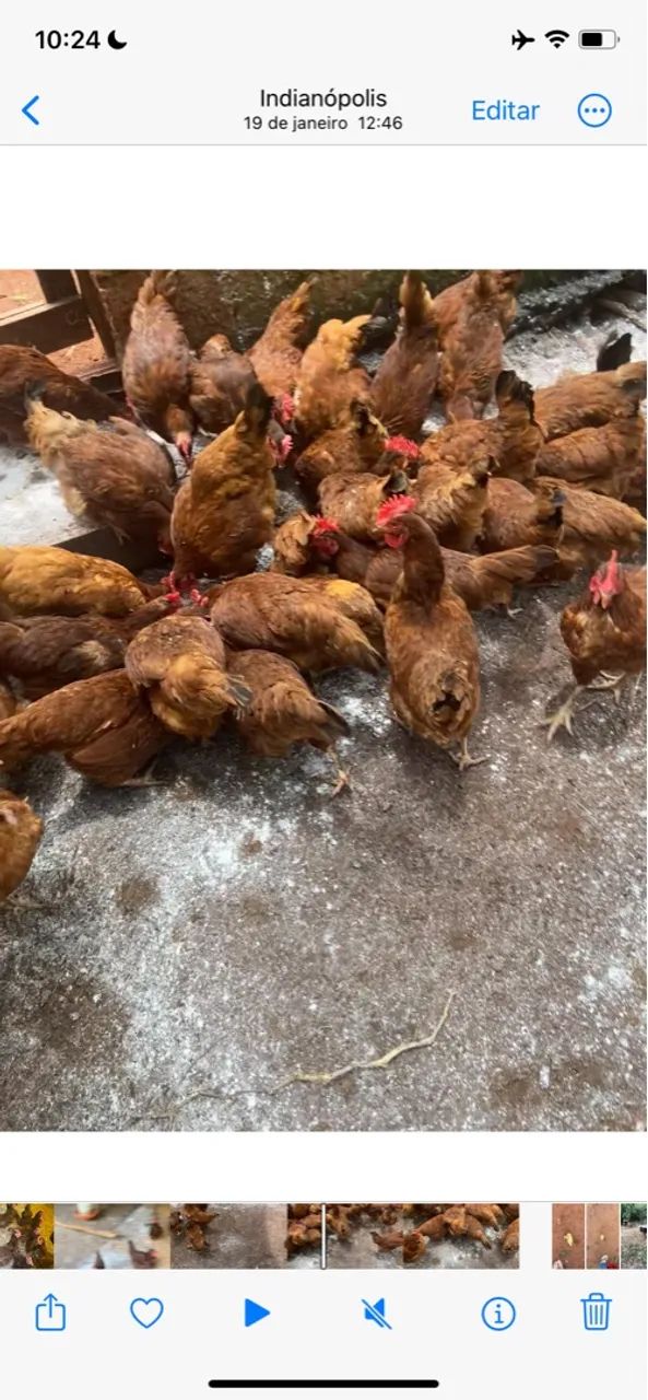 Frangos Caipiras - R$ 30,00 cada