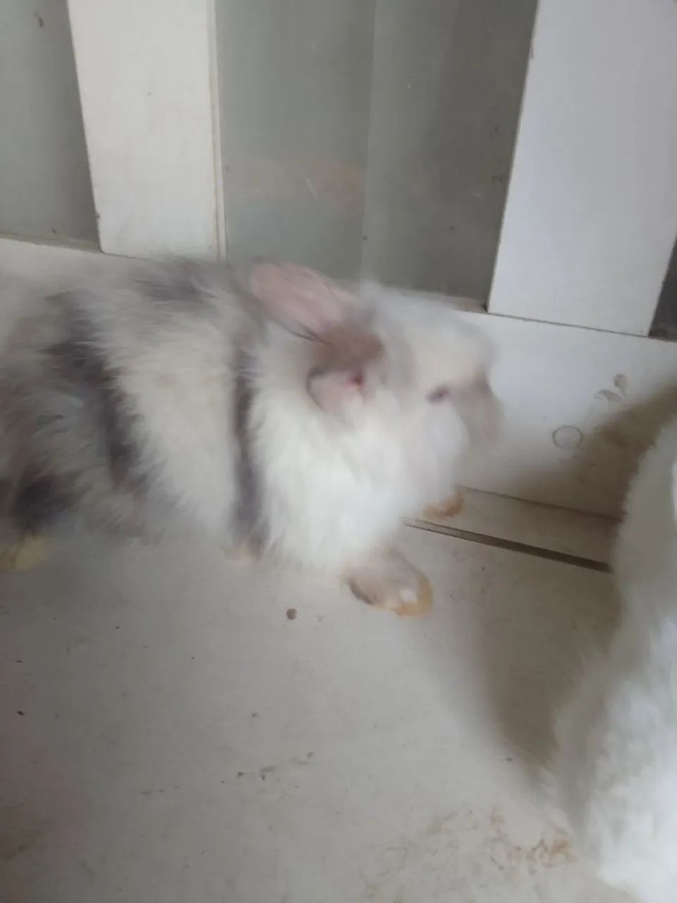 Vendo filhote de coelho mini laion. - Foto 5