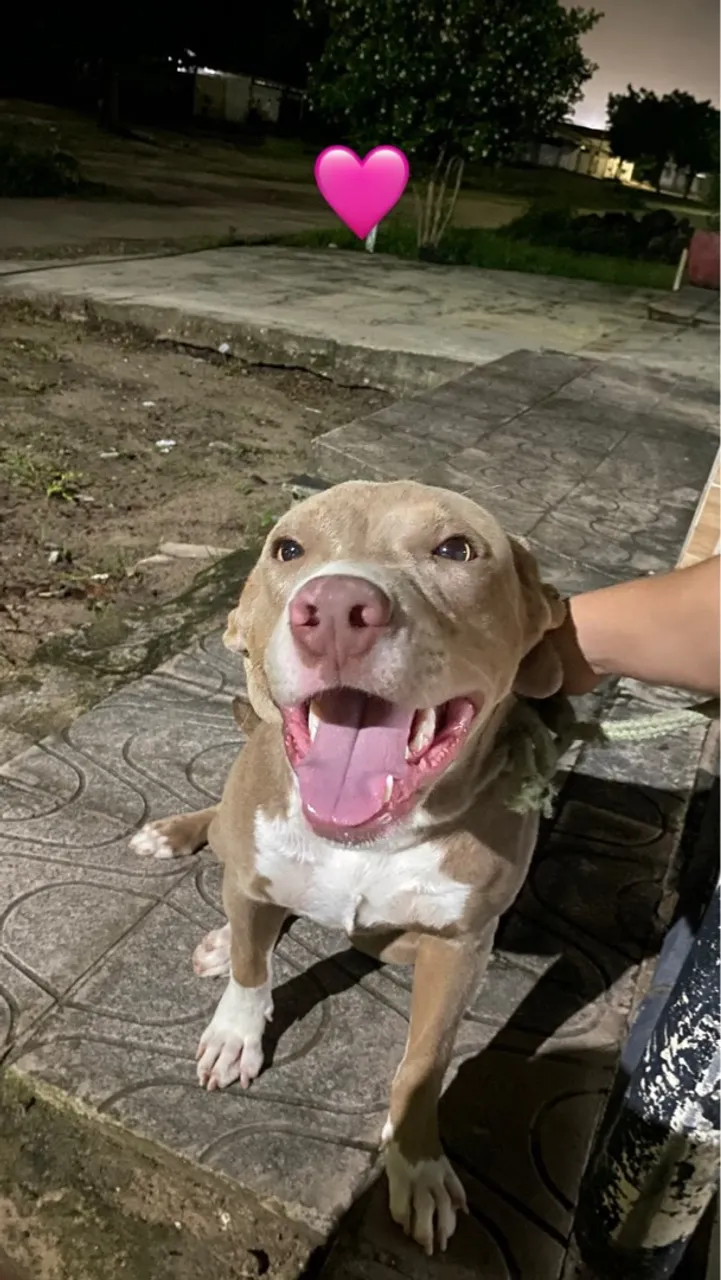 Pitbull Fêmea