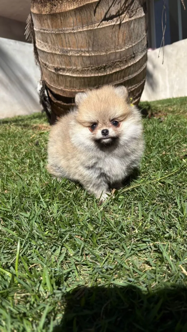 Filhote de Spitz Alemão Anã - Uma Bolinha de Fofura!