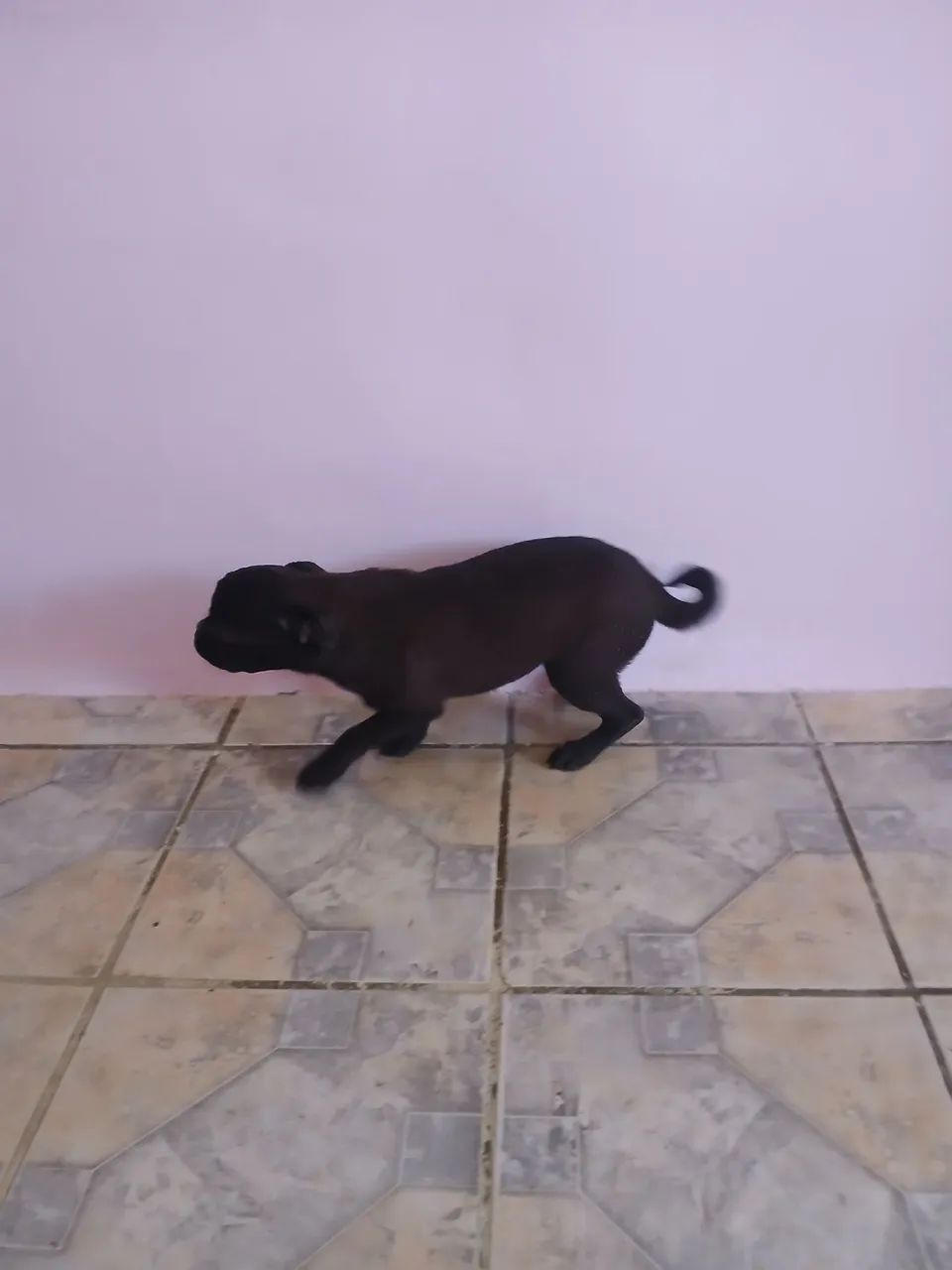 Filhote de Pug - Adorável e Brincalhão - Foto 4