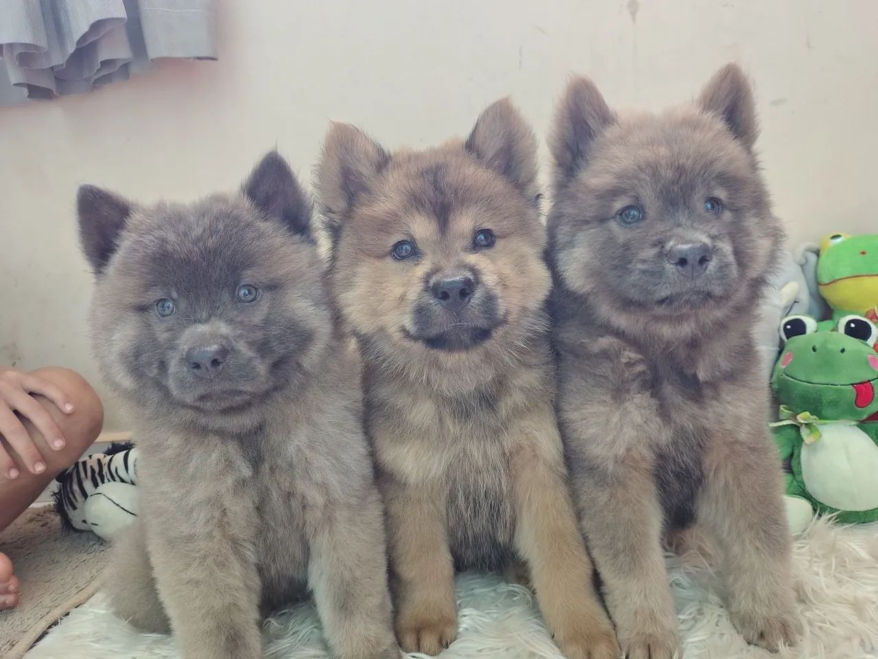 3 Filhotes de Chow Chow