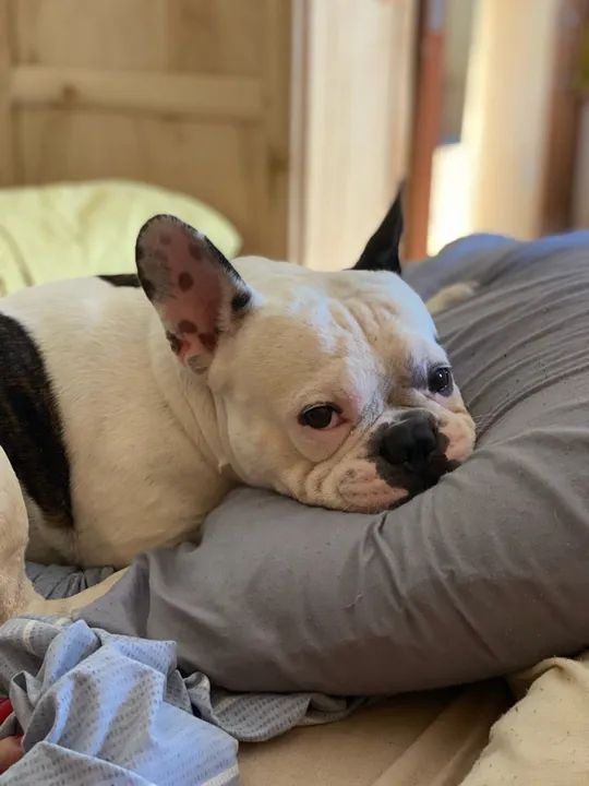 Bulldog Francês macho para Cruzar, namorar ter filhotes  - Foto 2