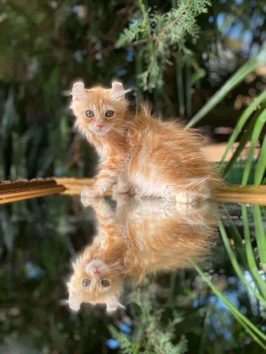 American curl  - Foto 2