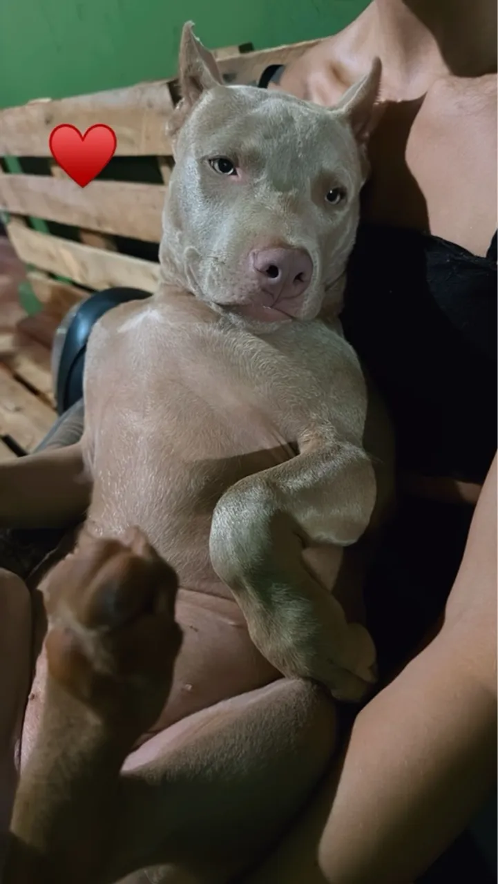 Vende-se filhote pit Monster 7 meses super dócil