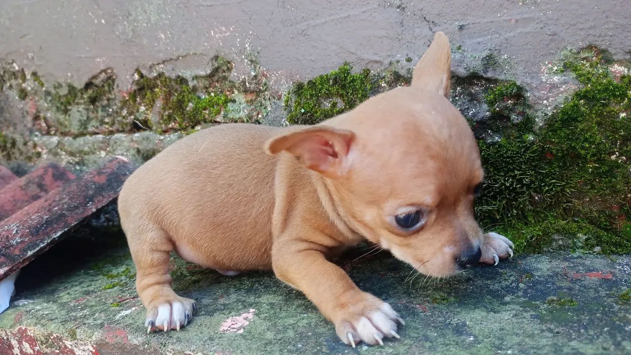 Pincher zerinhos .40 dias  - Foto 3