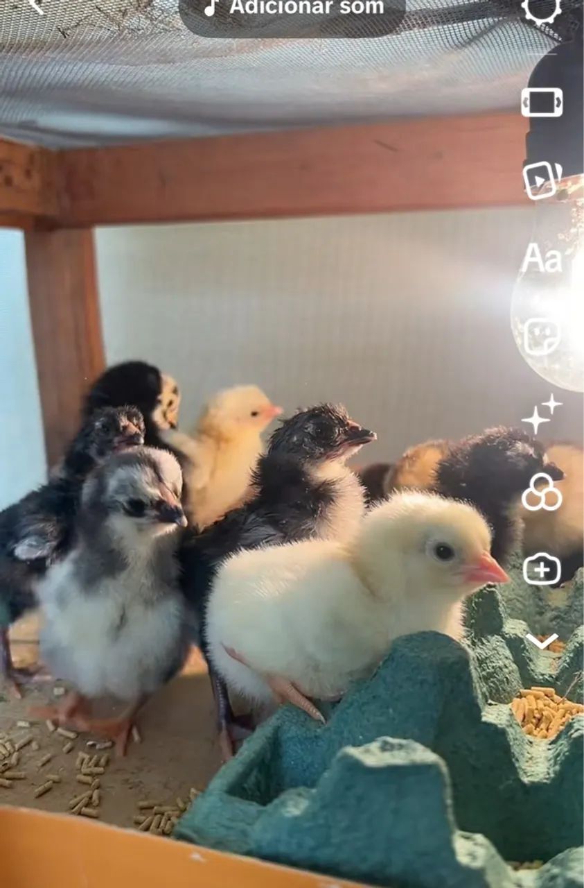 Pintinhos mestiço GSB apartir de $15,00