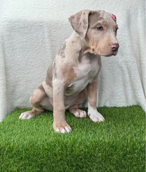 Pitbull Fêmea Tricolor Lilac Merle c/ Microchipe + Garantia + Parcelado 12x - Foto 4
