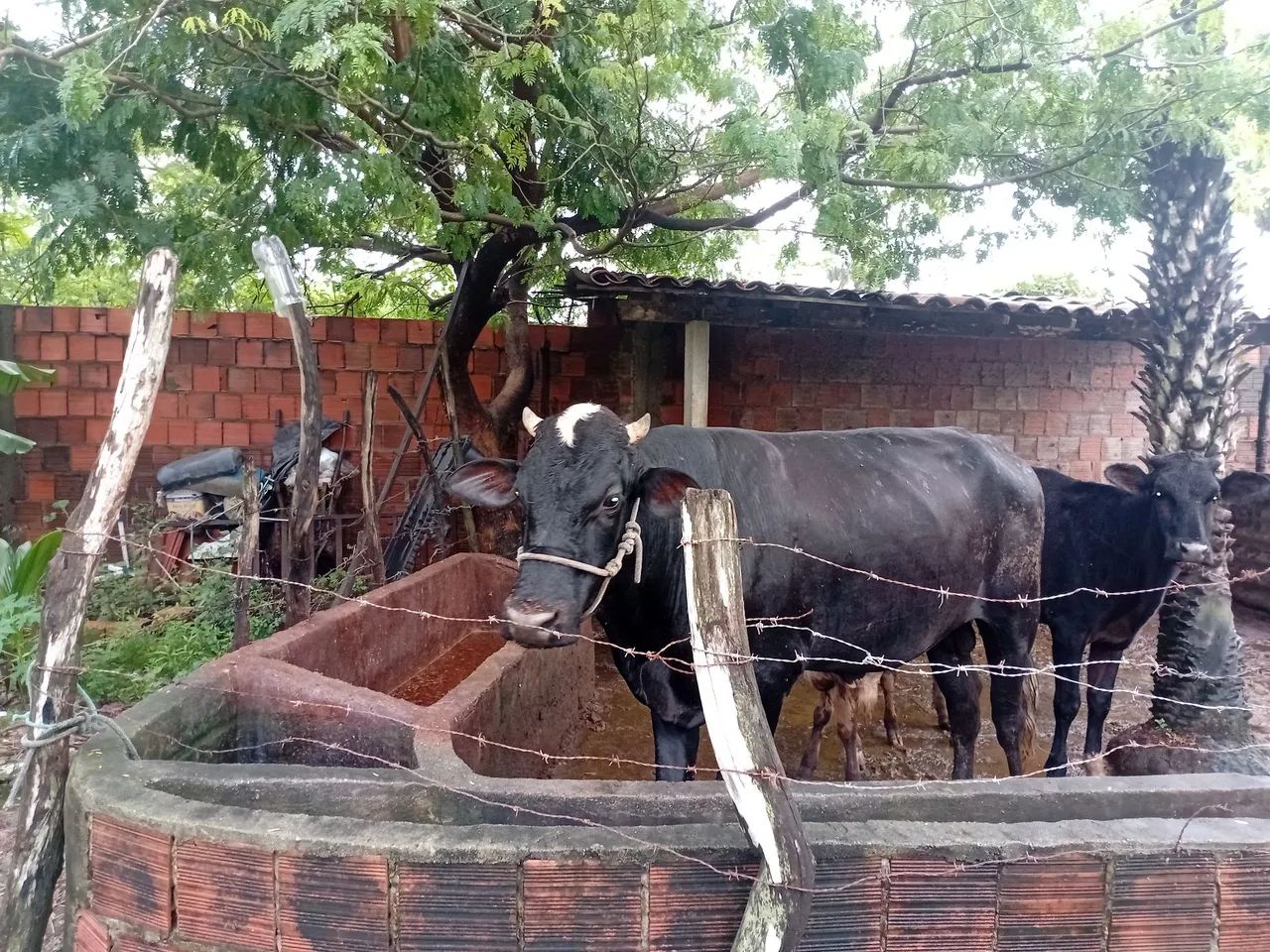 BOI REPRODUTOR A VENDA? - Foto 2