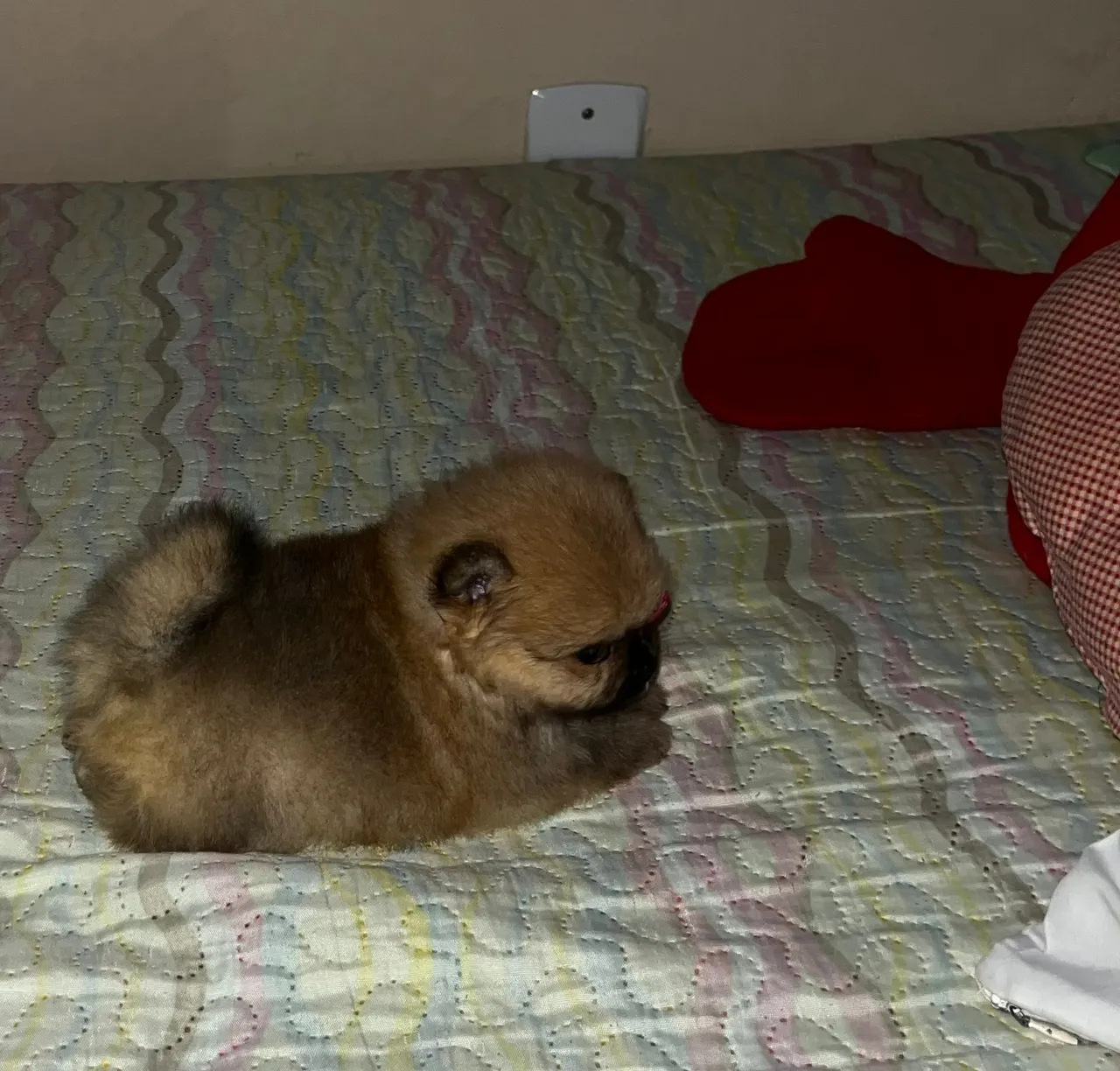 Filhote Spitz Alemão