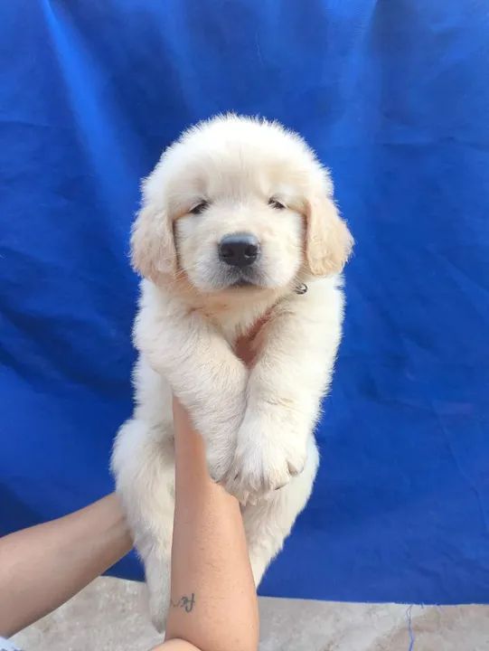 Golden Retriever  - Foto 2