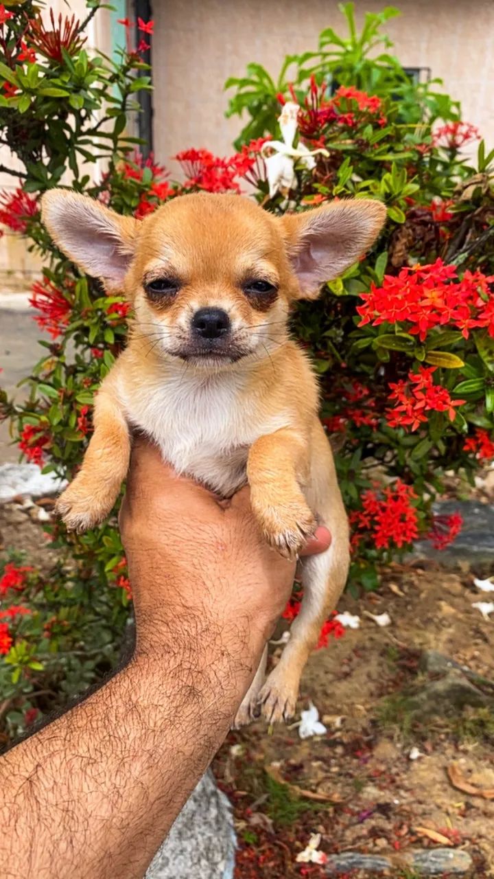 Fêmeas de Chiuauua pelo curto  - Foto 3