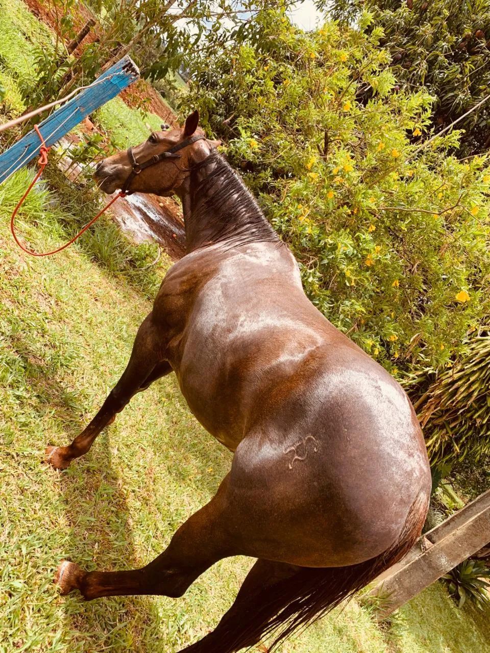 Égua quarto de milha 