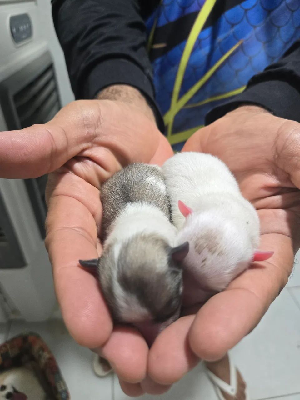 Filhote de Spitz Alemão Anão - Foto 5