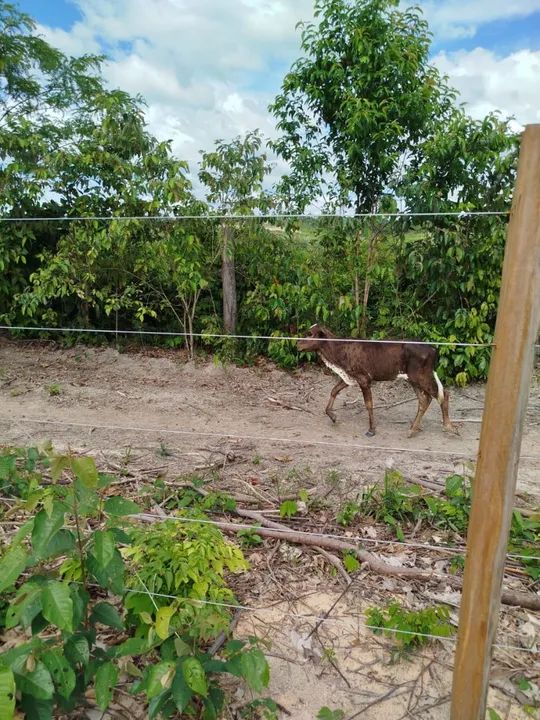 Fazenda  - Foto 3