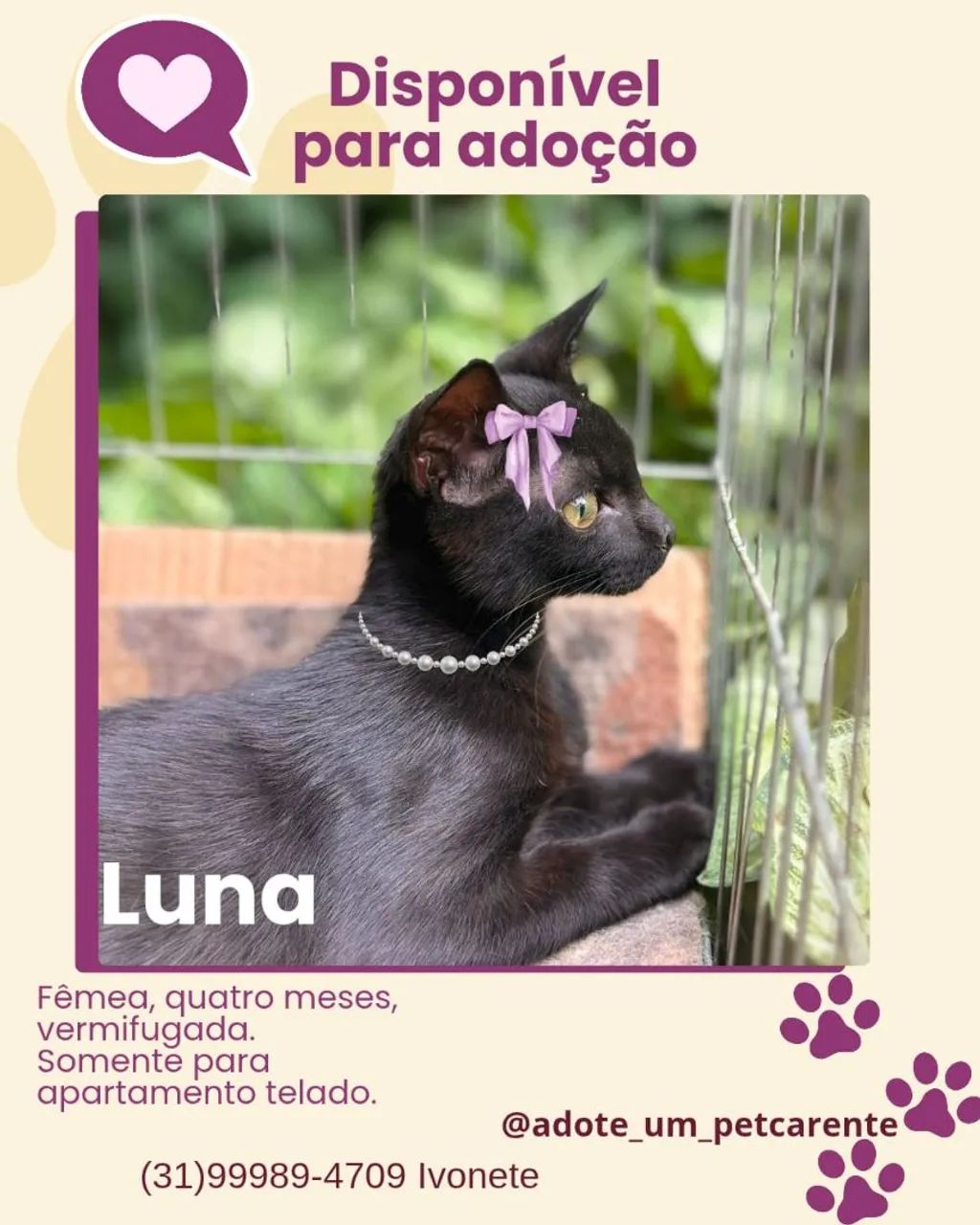 Gatinha preta disponível para adoção - Foto 4