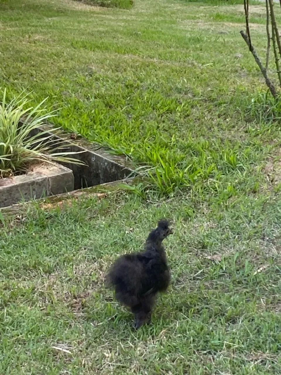 Galinha Sedosa do Japão na cor Preta