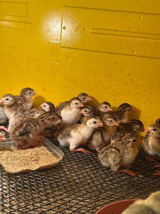 Angolinhas de 7 dias vacinadas