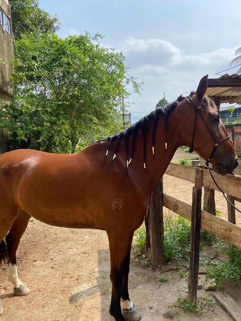 Cavalo mangalarga marchador  - Foto 2