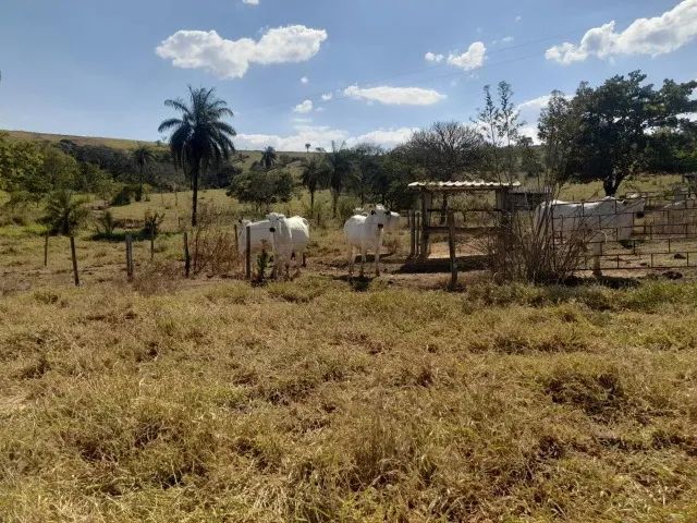 Fazenda de 50ha em Dores do Indaiá - Foto 11