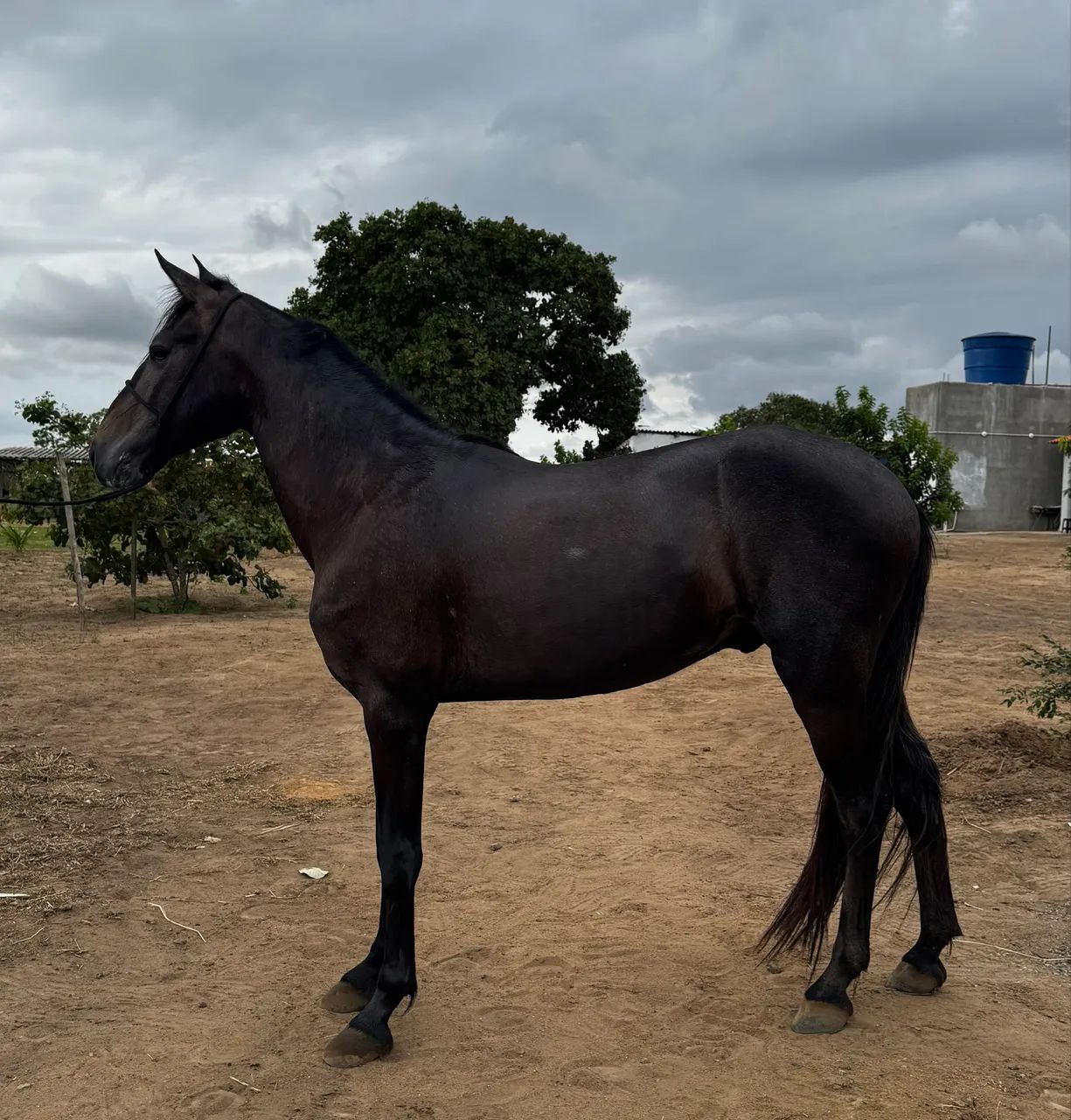 Cavalo mangolino - Foto 3