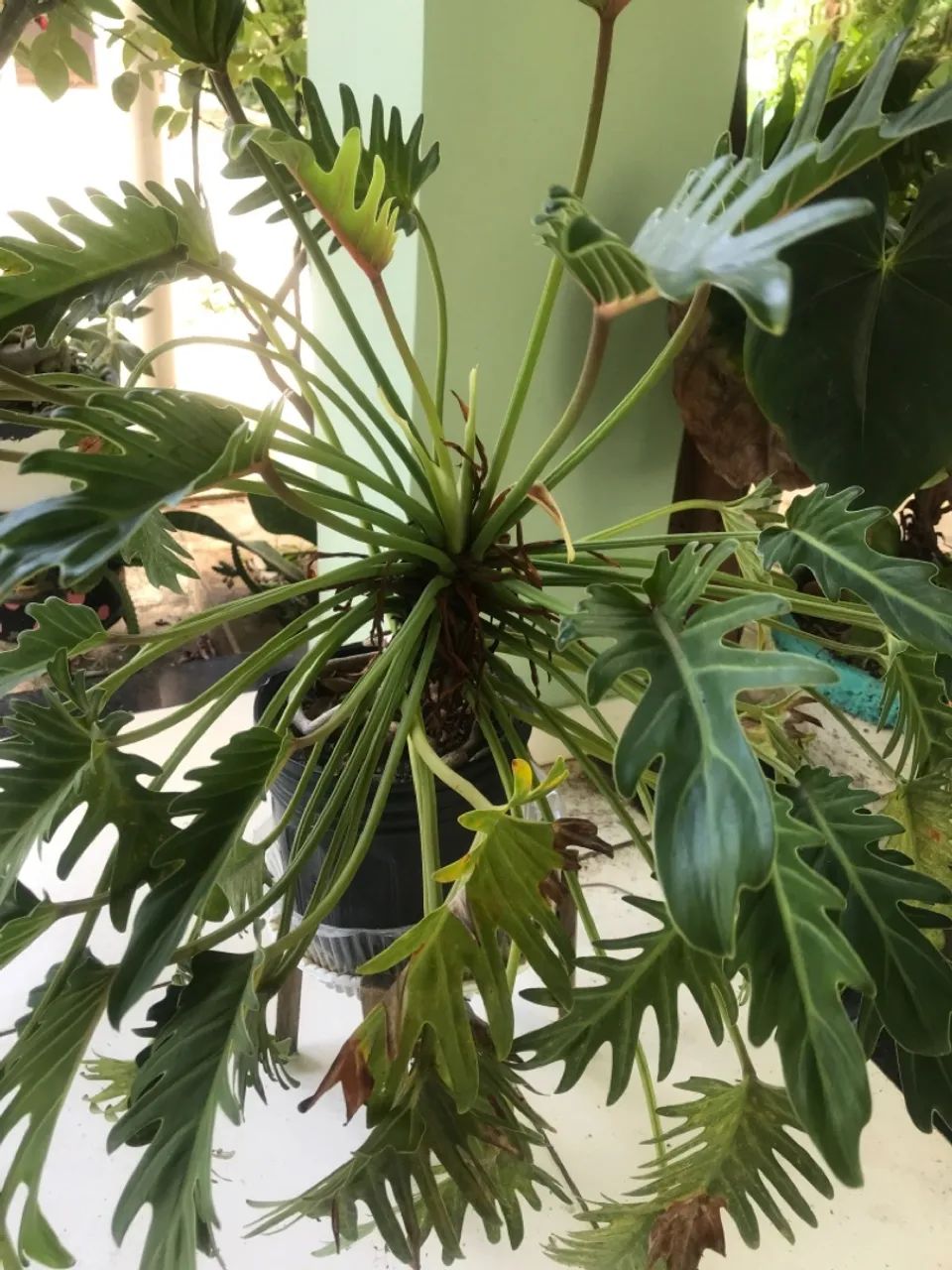 PHILODENDRON. ? XANADU ?