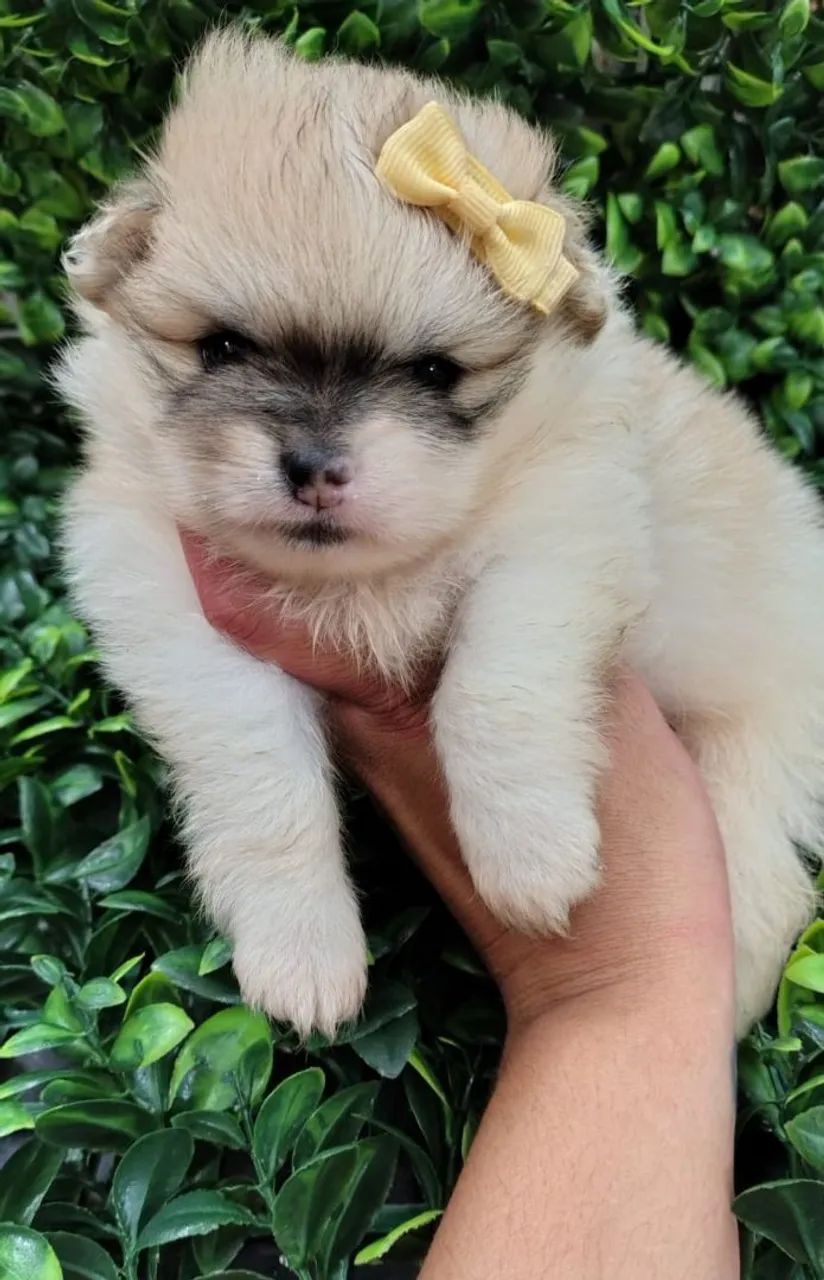 Spitz Alemão fêmea Particolor. Fofura em forma de cão!