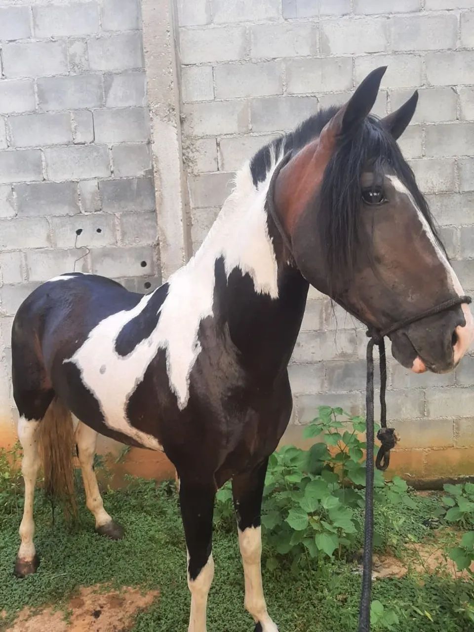 Cavalo pampa garanhão 