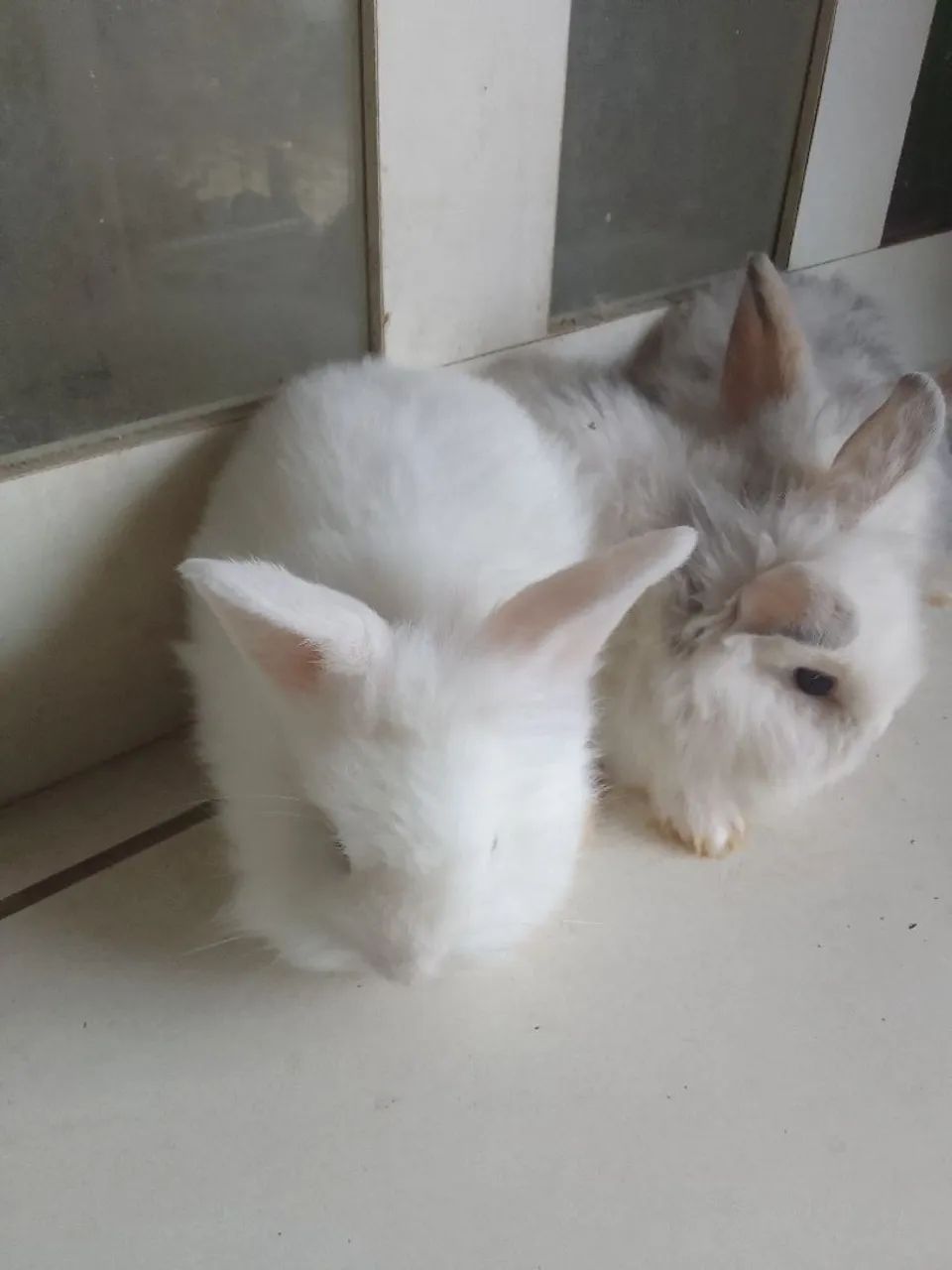 Vendo filhote de coelho mini laion. - Foto 4