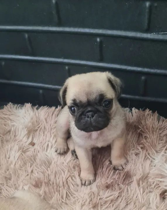Filhotes de Pug! - Foto 4