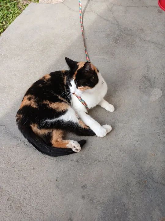 Gata castrada - Foto 4