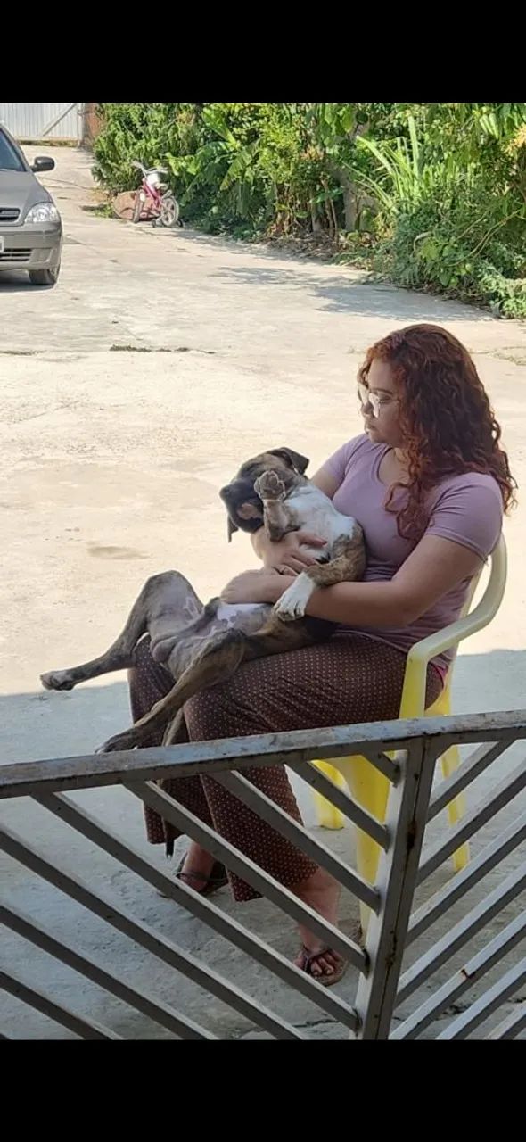 Doação filhote de pitbull - Foto 2