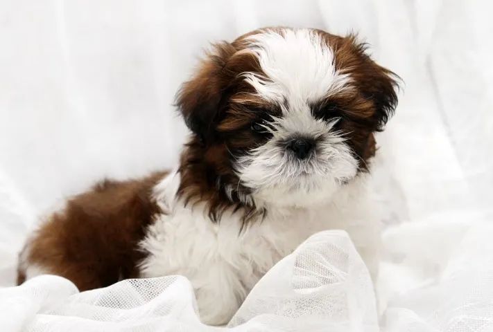 Shih-Tzu Micro Tricolor Fêmea - Pequena, Esperta e Muito Amorosa!
