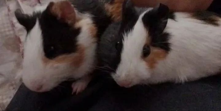 Porquinho da Índia - Tricolor - Foto 2