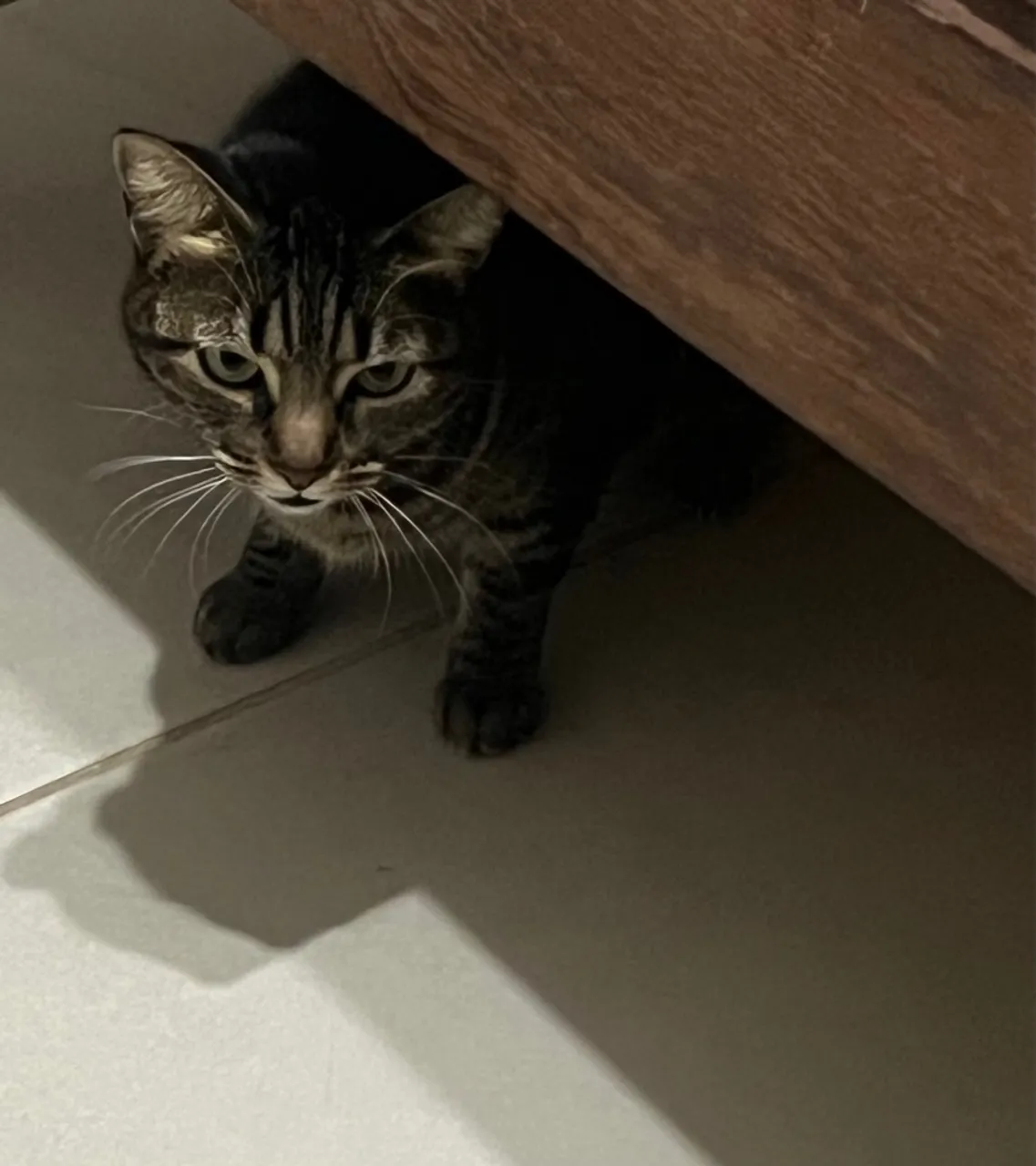 Gata fêmea Doação