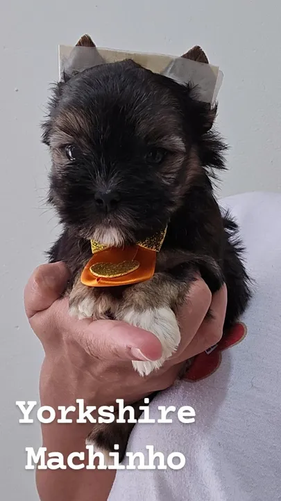 Yorkshire Mini Macho