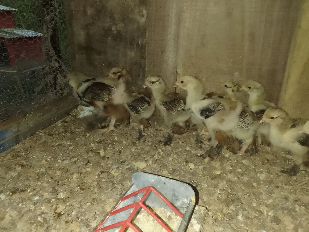  pintinho brahma - lote com 10 - Foto 4