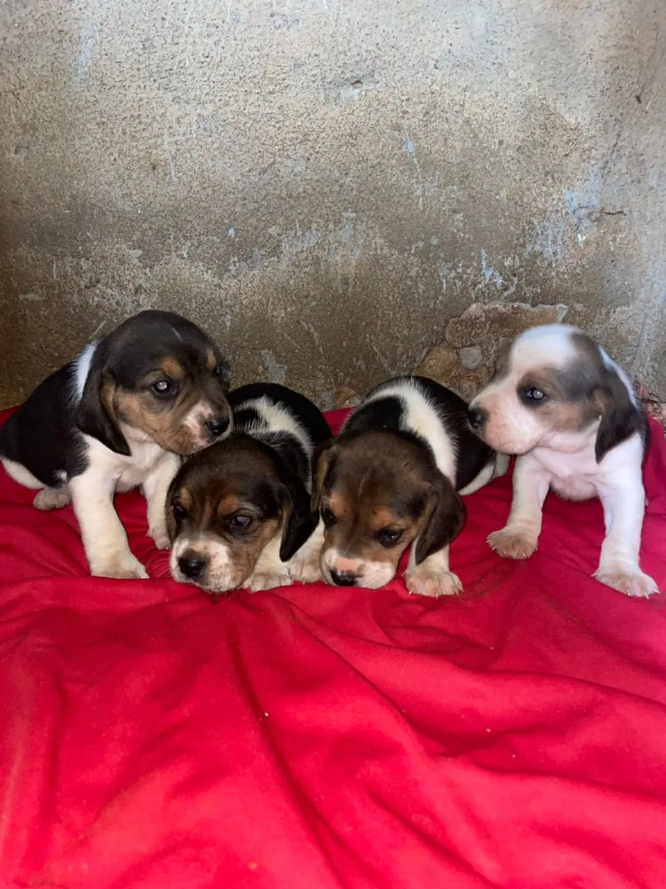 Filhotes de Beagle para Adoção