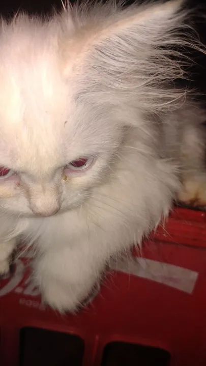 Filhote persa macho - Foto 2