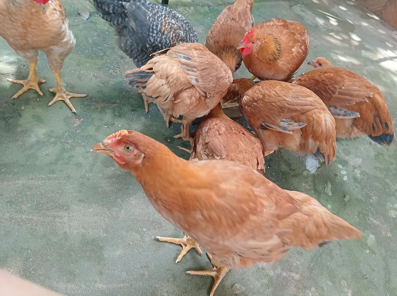 Vendemos 5 frangas e 4 frangos por 270.00 - Foto 6