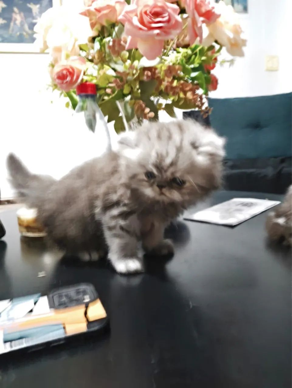 Gatinho Persa com Pelagem Linda - Foto 3