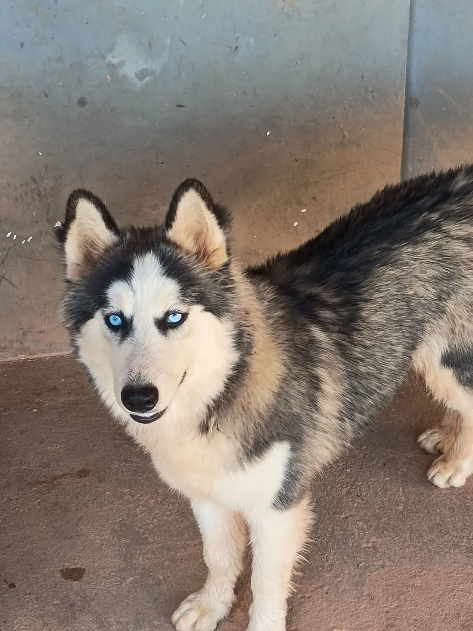 Lindo Filhote de Husky Siberiano