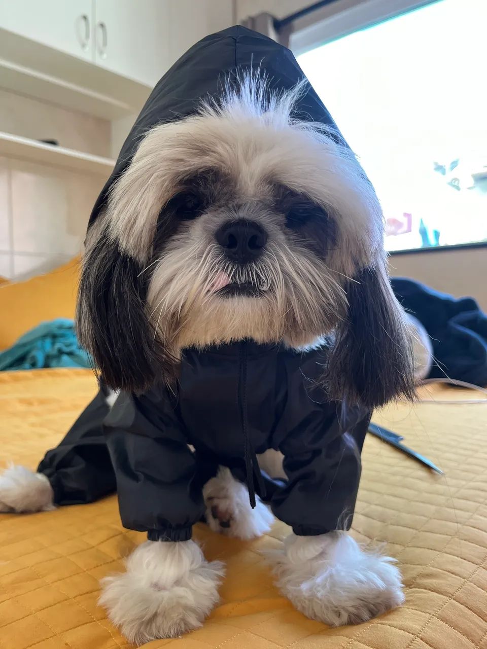 Capa de chuva pet64304560062851122